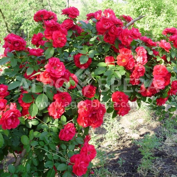 Відгуки про “Агро-Бреза, магазин саджанців” - фото 1