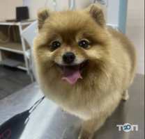 Лікар Бо, ветеринарна клініка фото