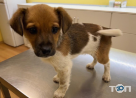 Лікар Бо відгуки фото