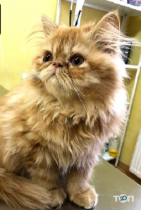 Лікар Бо Київ фото