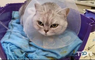 Ветеринарна допомога Лесі Романюк відгуки фото