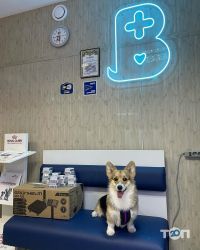 Ветеринарні клініки Ветеринарний госпіталь на Салтівці фото