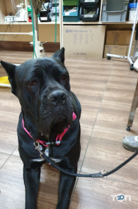 Animal Care Clinic Київ фото