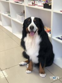Rosie Room Одеса фото