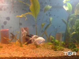 Worldfish Харків фото