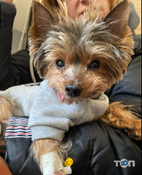 відгуки про Клініка ветеринарної медицини Величко С. фото