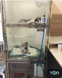 Ветеринарні клініки Клініка ветеринарної медицини Величко С. фото