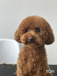 компанія Doggies фото