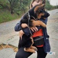 Городская госветбольница Новокодакского района Днепр фото