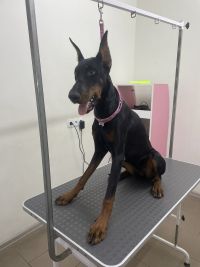 Ветеринарні клініки Gentle Pet Grooming Centre фото
