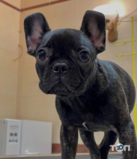 Нафаня, ветеринарна клініка фото