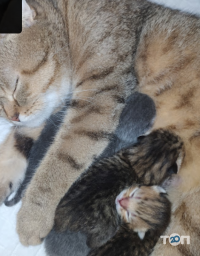 Ветеринарні клініки Сімейний ветеринарний кабінетбровських-Горщук фото