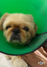 Сімейний ветеринарний кабінет Домбровських-Горщук фото