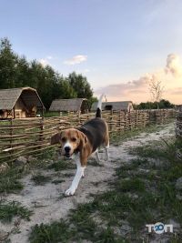 відгуки про Верба фото