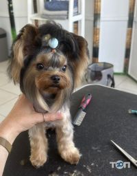 Doggies, грумінг салон для домашніх улюбленців - фото 8