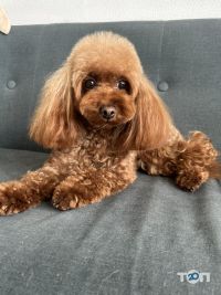 компанія Doggies фото