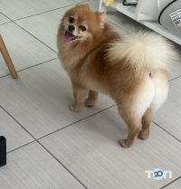 Doggies, грумінг салон для домашніх улюбленців - фото 10