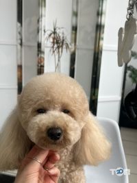 Doggies Хмельницький відгуки фото