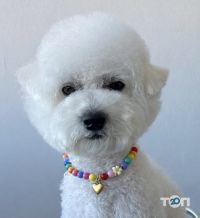 відгуки про Doggies фото