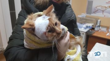 Панда отзывы фото