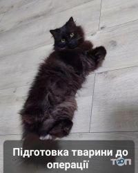 Vetcare отзывы фото