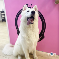 Зоомагазины и услуги для животных Bon-Bon Dog Spa фото