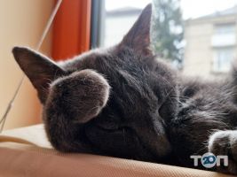 Котейня Муркит отзывы фото