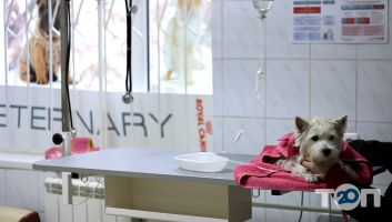 Ветмедсервіс відгуки фото