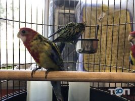 Дивокіт відгуки фото