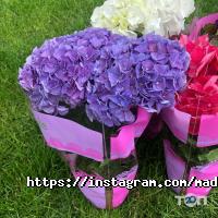 відгуки про Мадам Ред фото