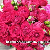 Colibri відгуки фото