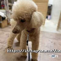 Зоомагазини і послуги для тварин Dambo фото