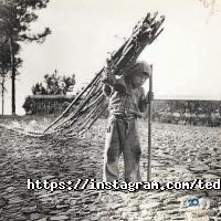 відгуки про Теді фото