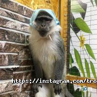 Зворушливий відгуки фото