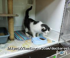 відгуки про Доктор Вет фото