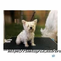 Зоомагазини і послуги для тварин Bruno Groom фото