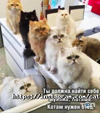 відгуки про Cat House фото