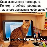 Cat House відгуки фото