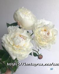 Магазини квітів Амадин фото