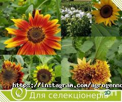 відгуки про Агроген Ново фото