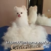 отзывы о Celebrity Pets фото