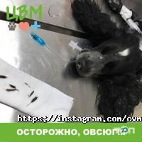 Центр Ветеринарной Медицины Алматы фото