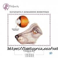 Ветеринарные клиники Люкс фото