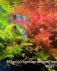 Aquaproject, студія акваріумного дизайну фото