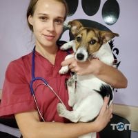 Дінго, ветеринарна клініка фото