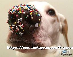 Франс.уа, французька пекарня фото