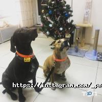 Pets-friends відгуки фото
