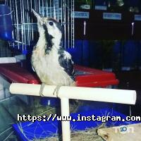 Лапушка Кривой Рог фото