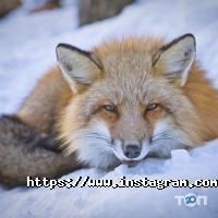 It fox Житомир фото