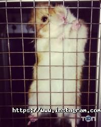 Зоомагазины и услуги для животных Лапушка фото